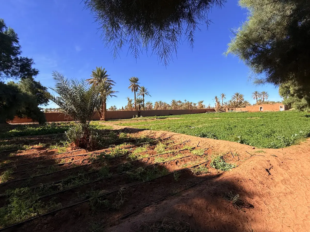 De jeunes plants bio dans les carrés du potager.