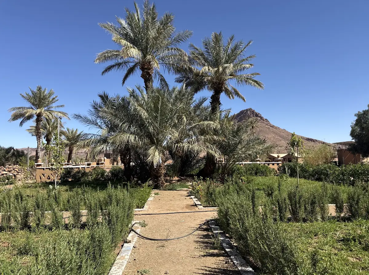 La palmeraie avec les palmiers et une vue sur la montagne.